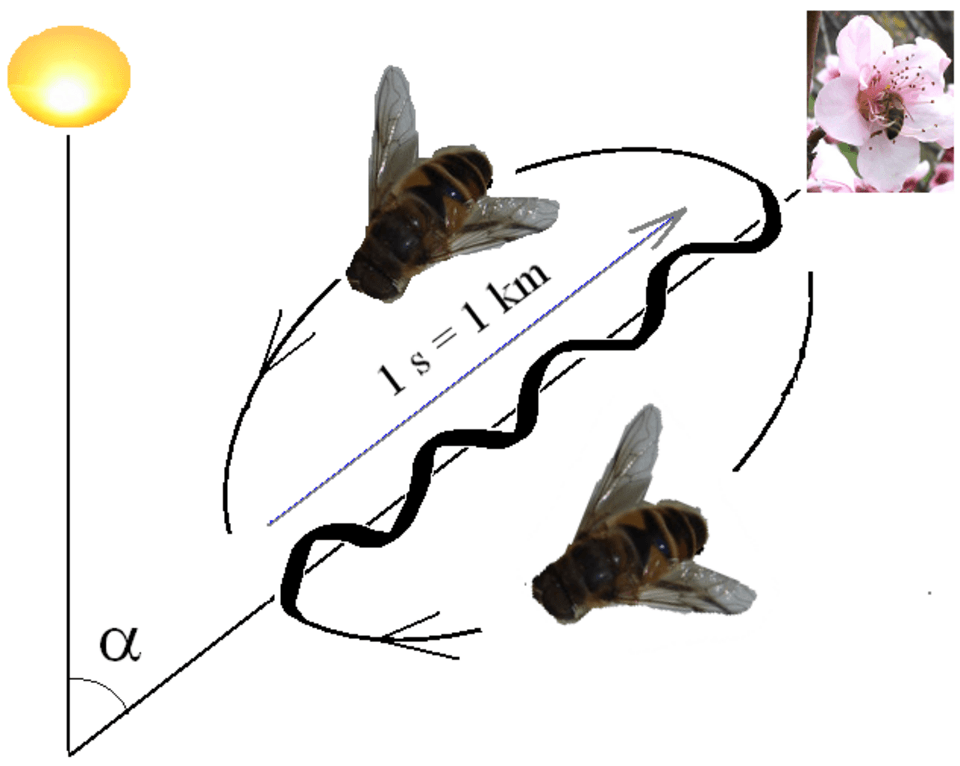 Bees do mathematics with their bodies