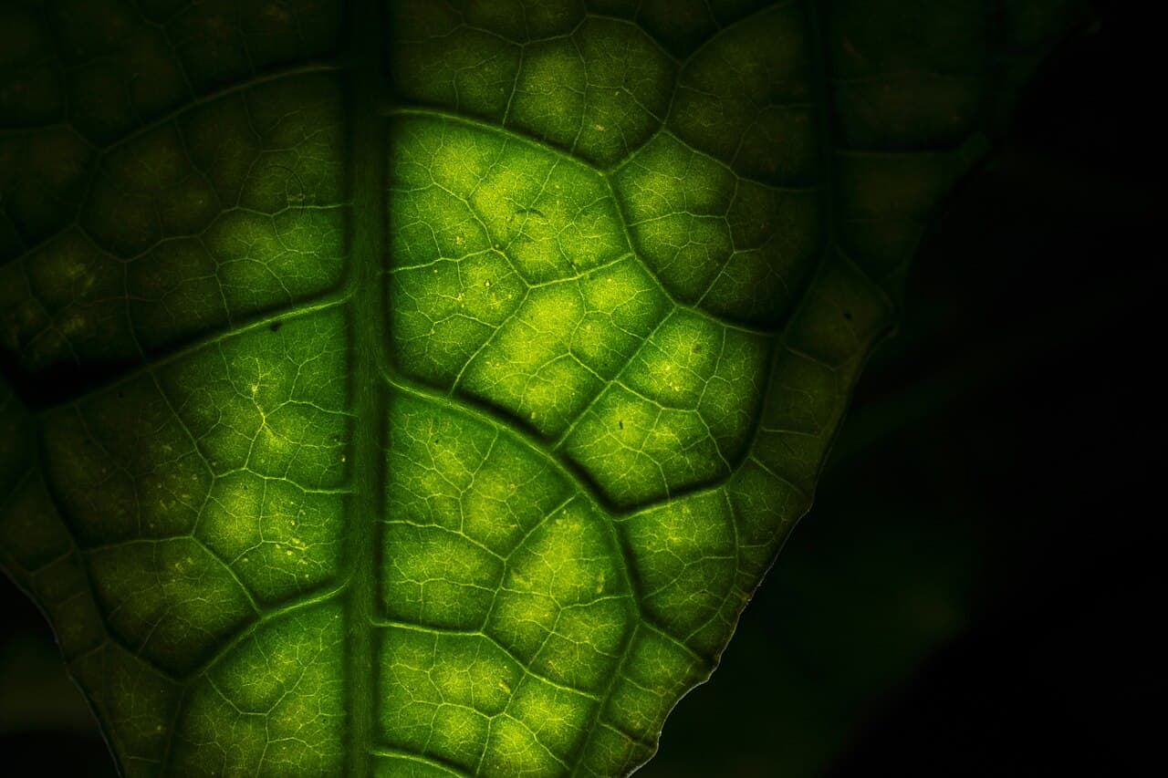 Leaf venation: another optimisation network that natural selection assembles without any computation we would recognise.