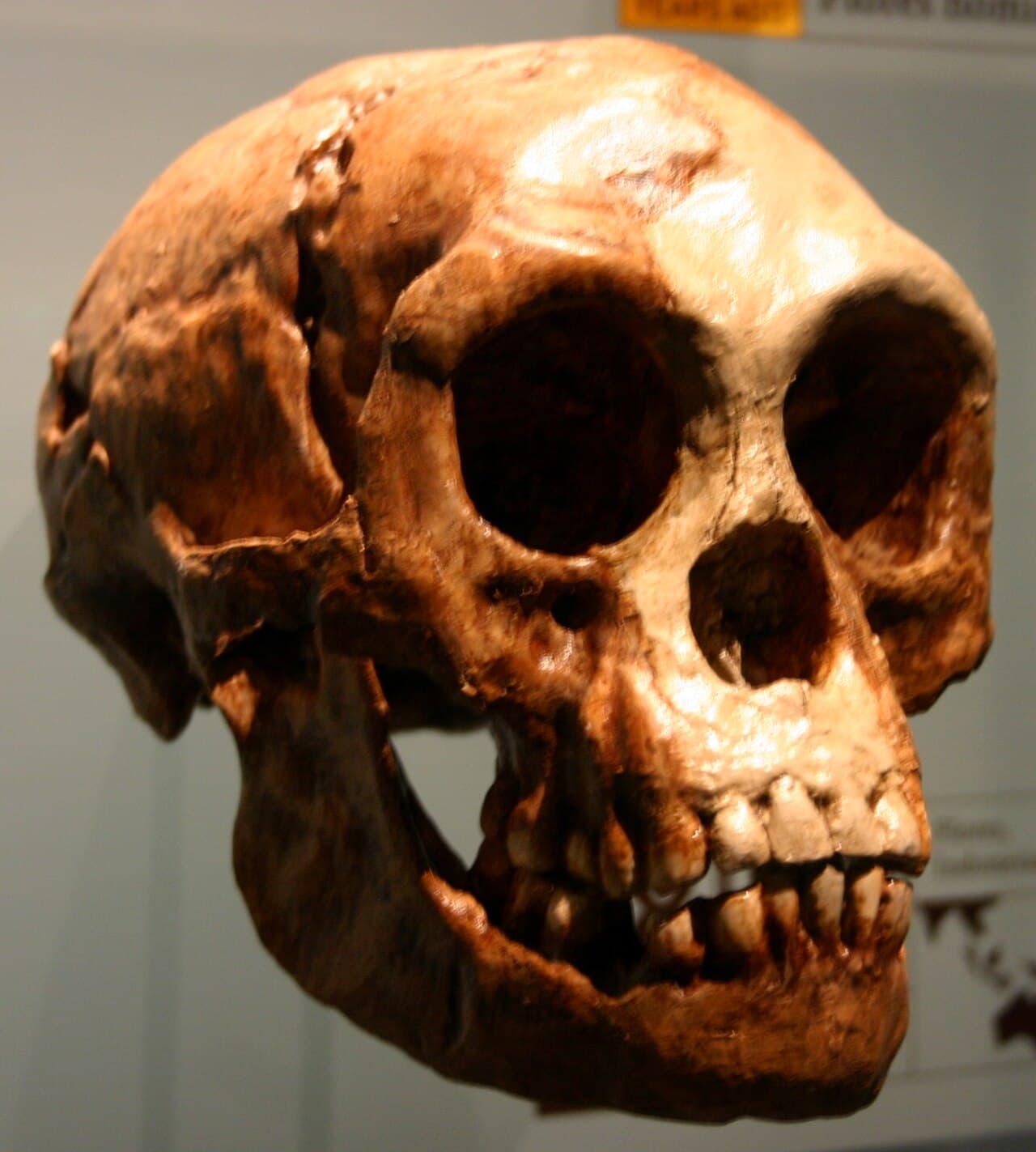 The LB1 skull. Cranial capacity of about 380 cubic centimetres — less than half the size of a modern human's brain — but with a working stone-tool industry alongside it.