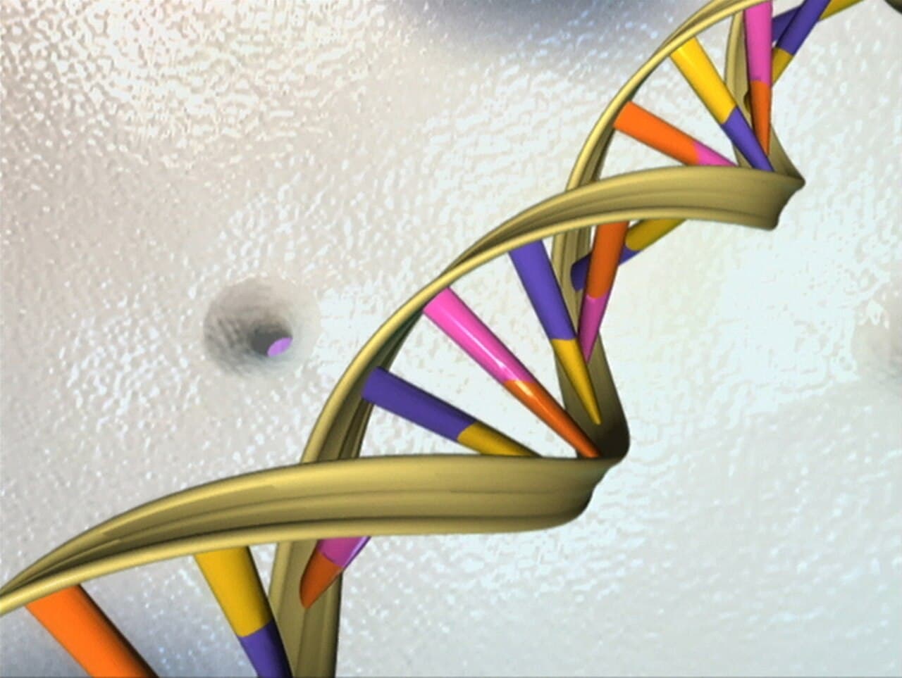 The double helix as Watson and Crick proposed it in April 1953 — two antiparallel strands, bases inside, sugar-phosphate backbones outside.