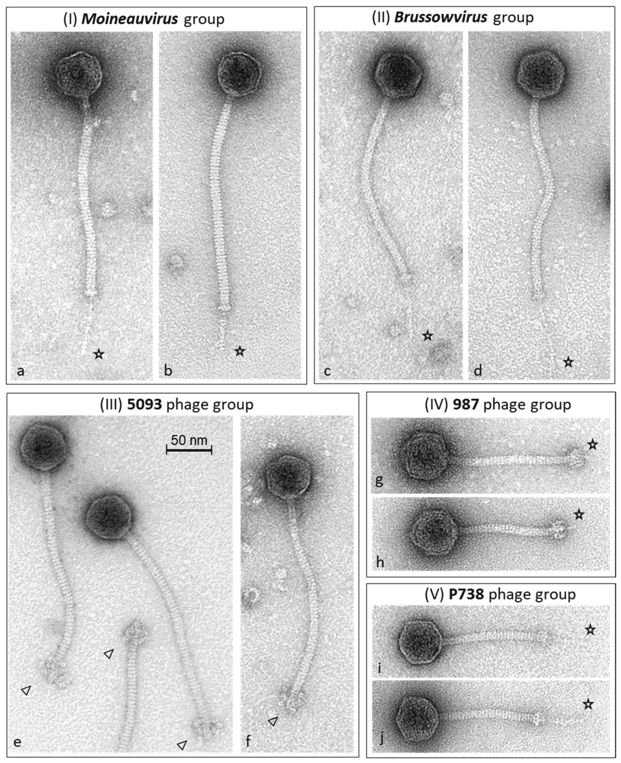 Streptococcus thermophilus, the yogurt bacterium in which CRISPR's immune function was first proven.