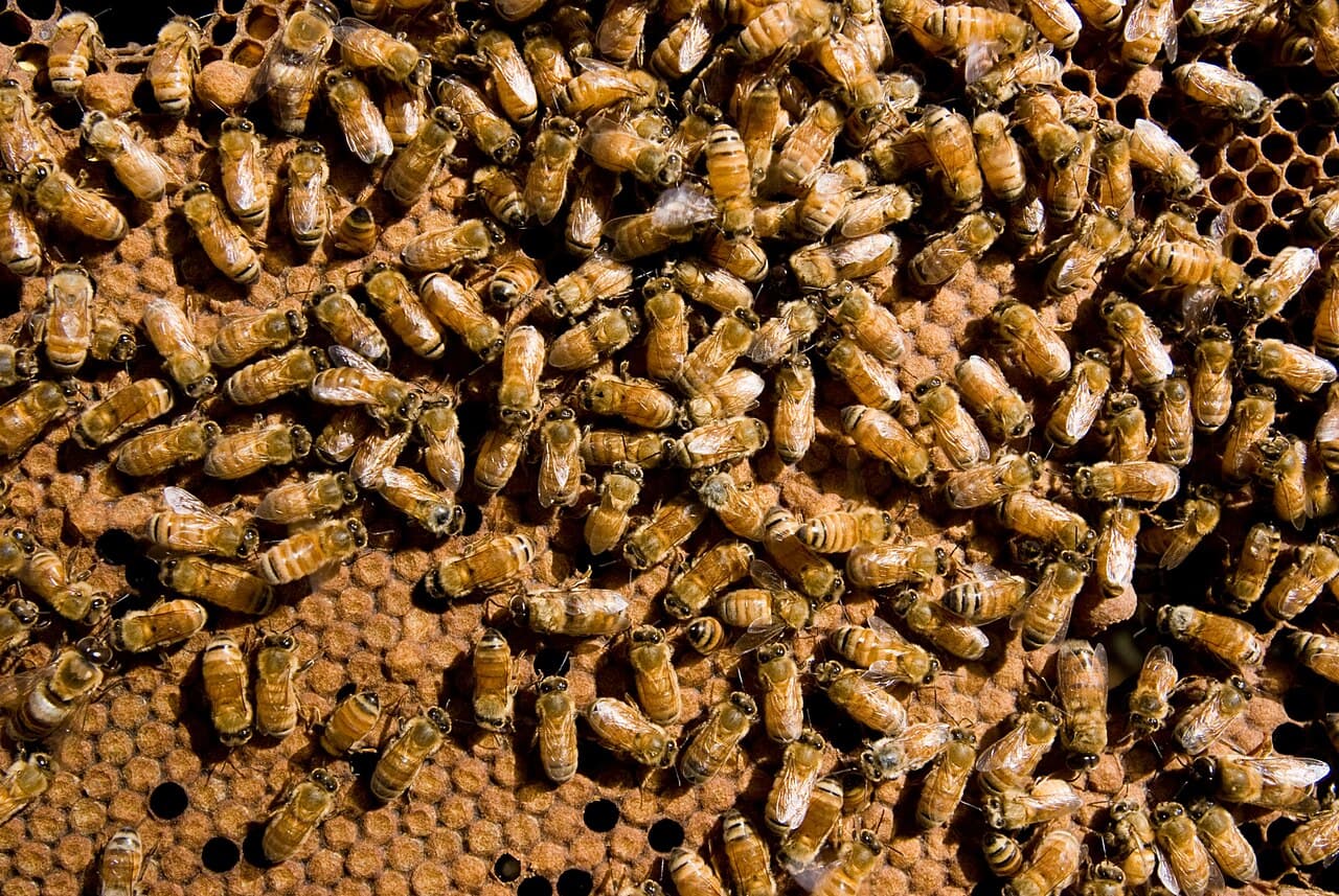 The honeybee enzyme glucose oxidase, added during nectar concentration, supplies honey's slow chemical defence.