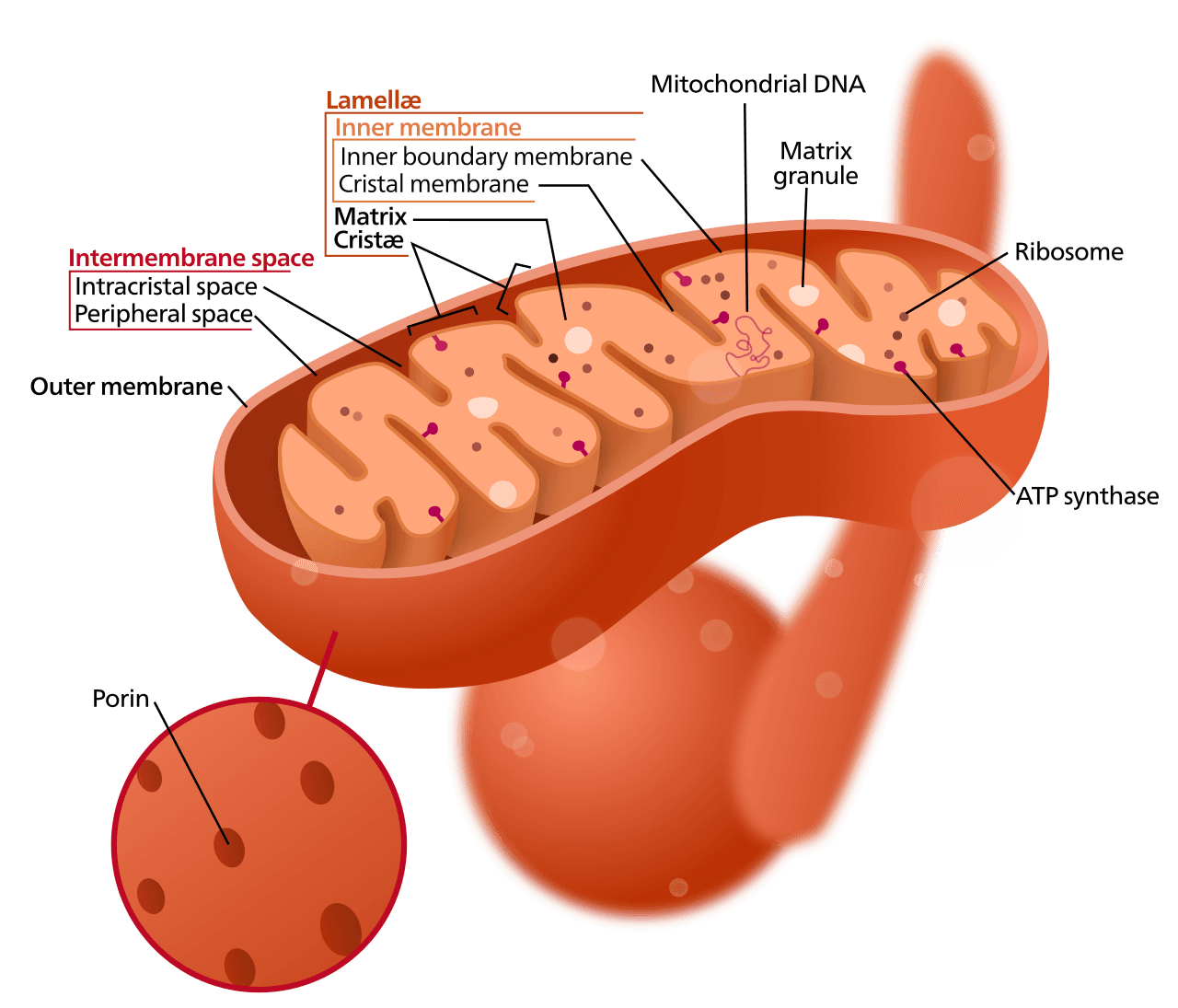 A mitochondrion. Each contains its own DNA, its own ribosomes, and its own double membrane. Each is the descendant of a free-living bacterium engulfed nearly two billion years ago.