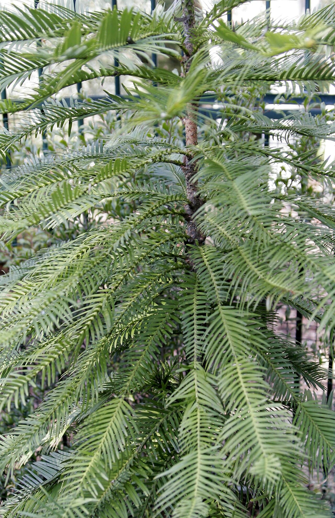 A Wollemi pine in cultivation. The bark's bubbling texture is distinctive; mature wild trees reach about 40 metres.