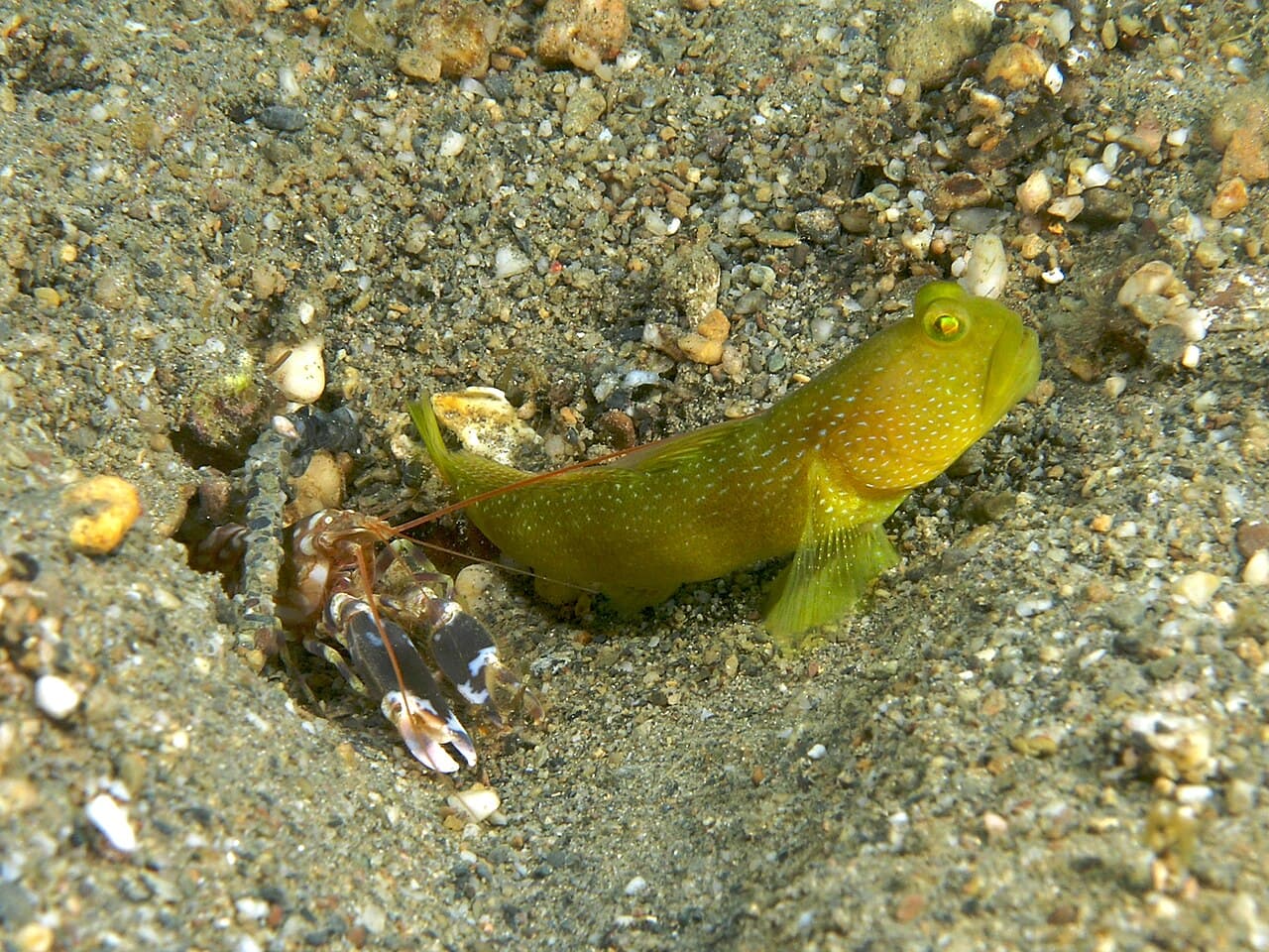 A pistol shrimp and its goby partner. The shrimp digs and tends the burrow; the goby keeps watch.