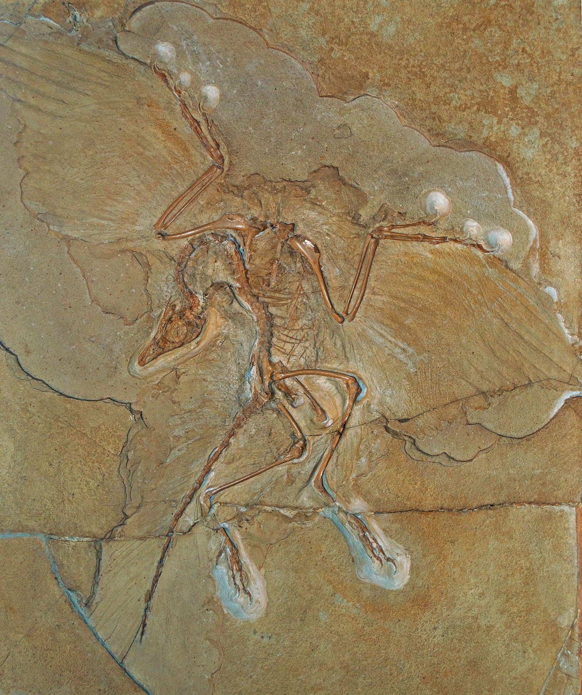 Why birds are dinosaurs (and have been all along)