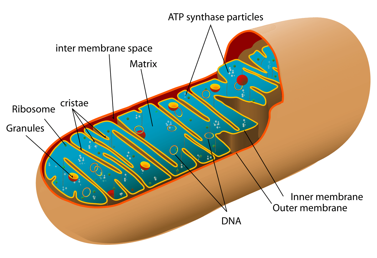 An electron-microscope image of mitochondria inside a mammalian cell. Visible cristae are the folds of the inner membrane — biochemically still recognisably bacterial.
