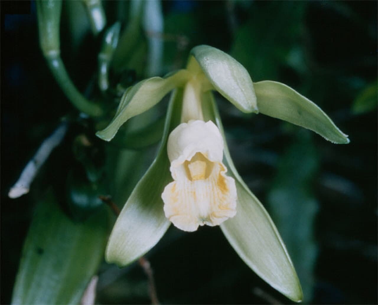 Vanilla planifolia in bloom. Each pale yellow-green flower lasts a single day; under natural conditions, only one bee genus in Mexico can pollinate it.