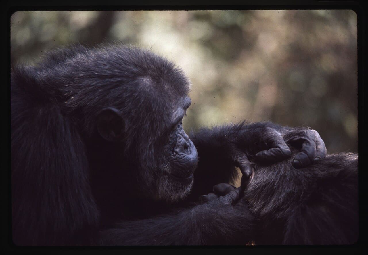 Chimpanzees grooming. The primate neocortex-ratio to group-size relationship, mapped across species, predicts human social-group sizes of about 150.