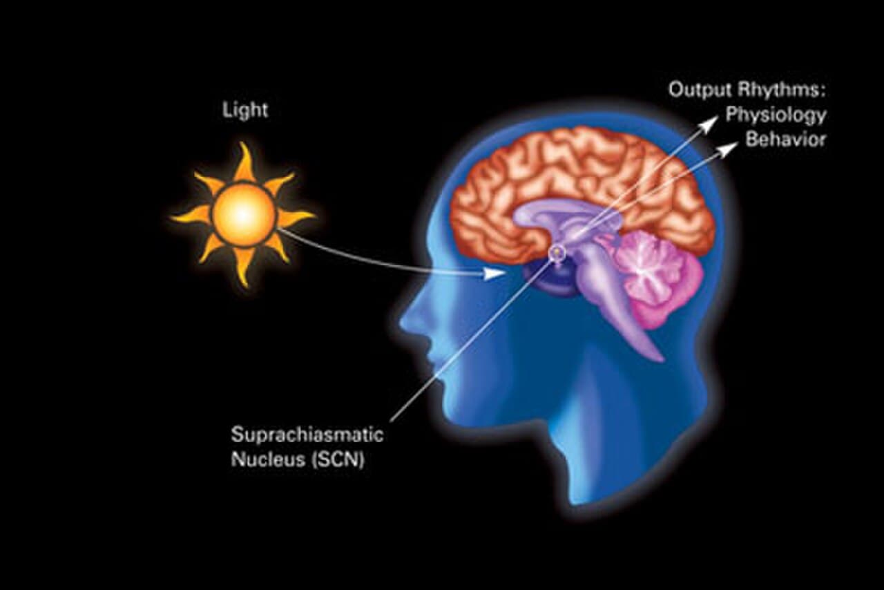 A typical circadian rhythm. Core body temperature, melatonin, and cortisol all run on closely linked daily cycles.