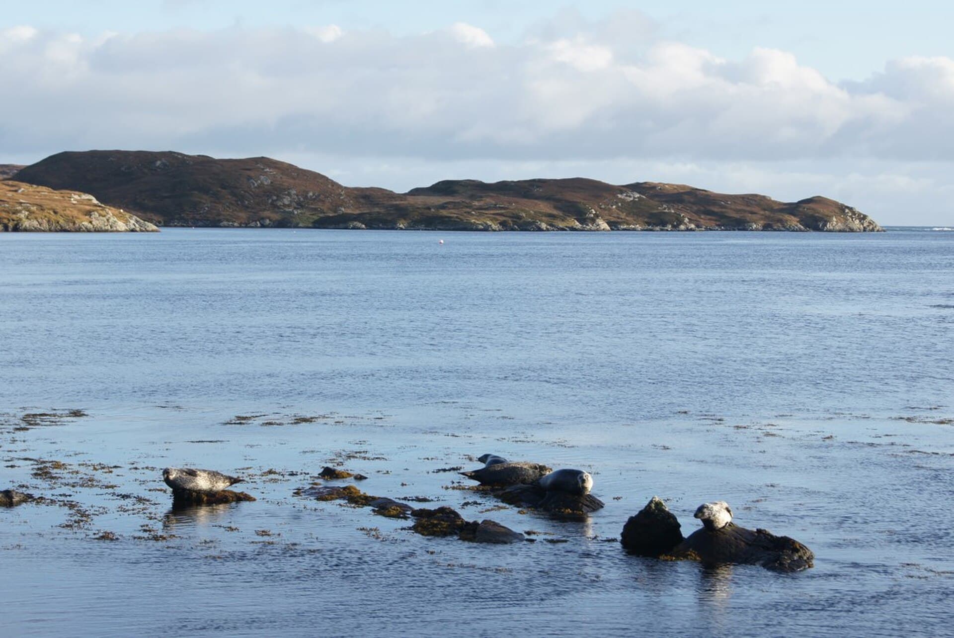 The selkie wife