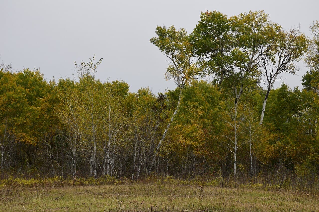 Quaking aspen reproduce primarily by suckering: lateral roots send up new shoots that share the parent's genome and its root system.