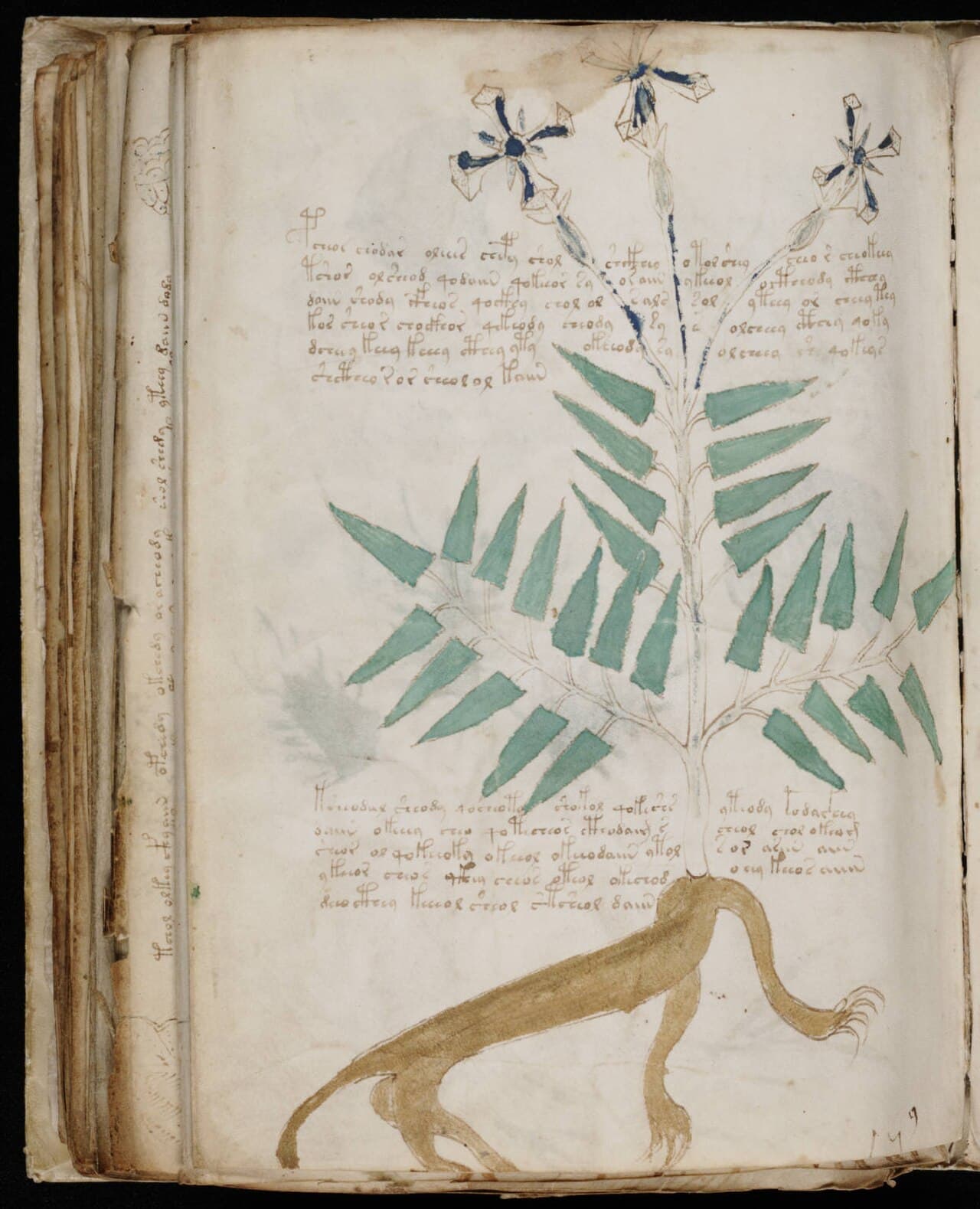 A page from the herbal section. The plant depicted has not been positively identified with any known species.