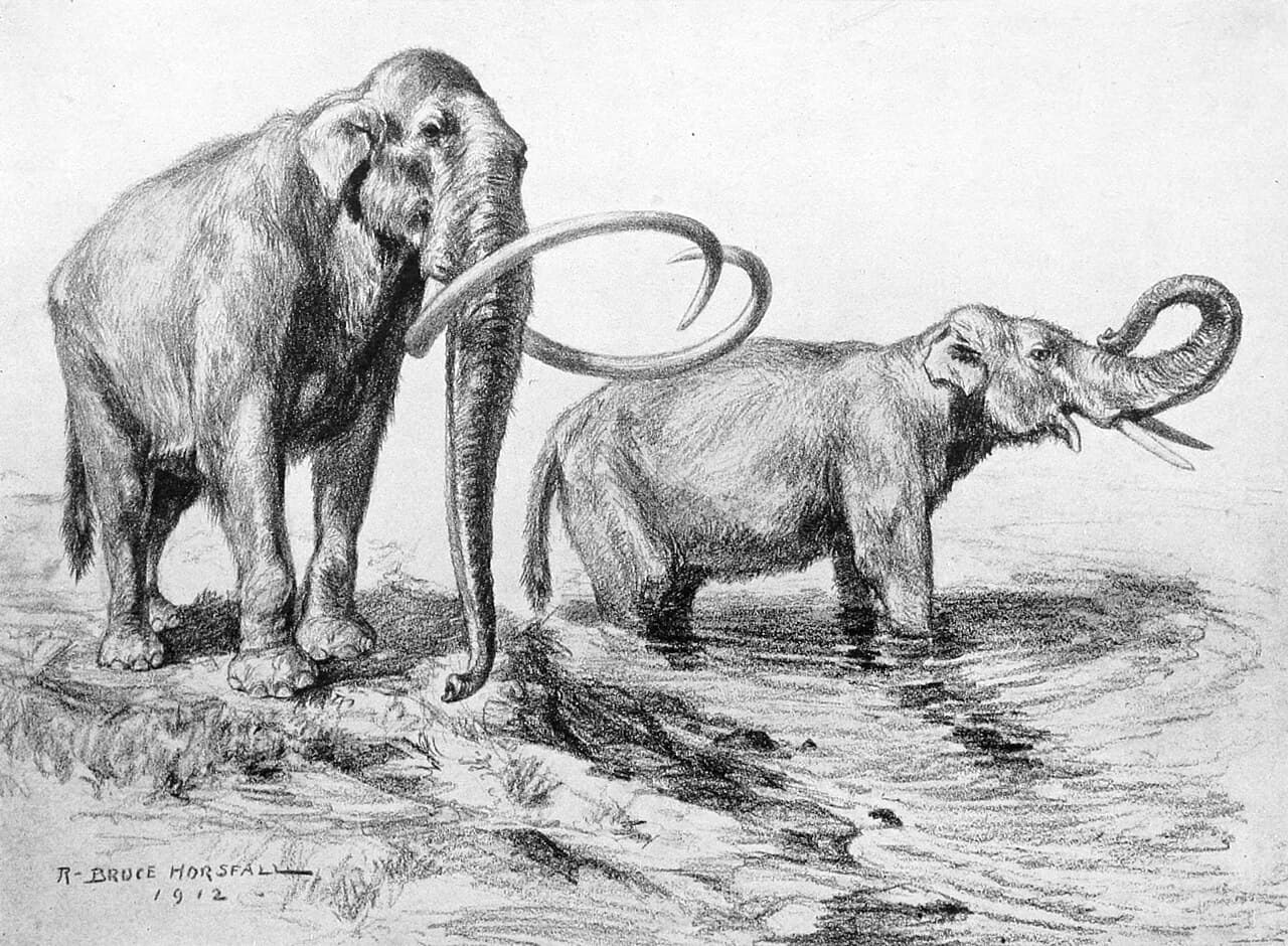 A Pleistocene mammoth skeleton. North American megafauna — mammoths, mastodons, ground sloths, sabre-toothed cats — went extinct in close coincidence with the Younger Dryas.