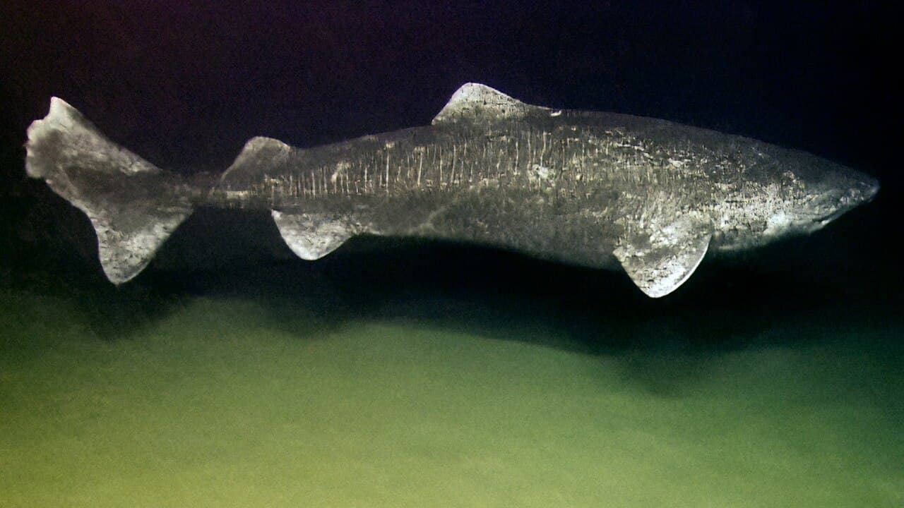 A Greenland shark (Somniosus microcephalus) in the deep North Atlantic. Adults grow to 5–6 metres and can be more than four centuries old.