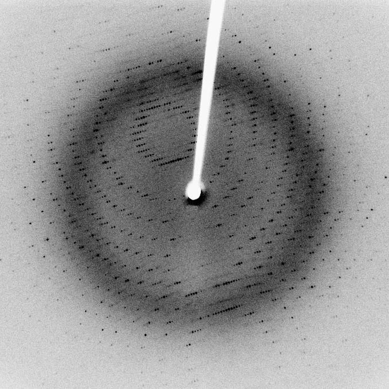 Photograph 51: the X-ray diffraction pattern of B-form DNA, exposed over 62 hours in May 1952 by Raymond Gosling under Franklin's supervision.