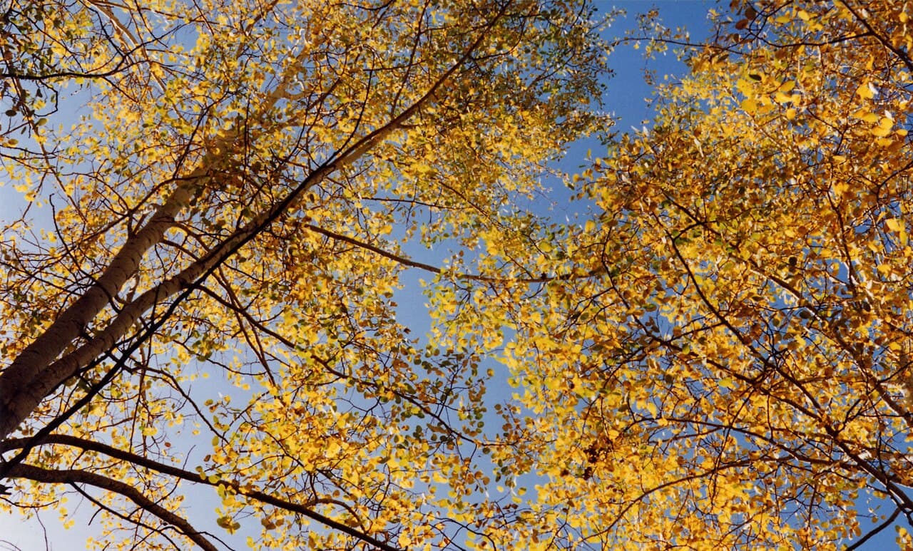 Quaking aspen in autumn. Pando's stems turn yellow within a few days of each other — synchronised by the underlying single organism.