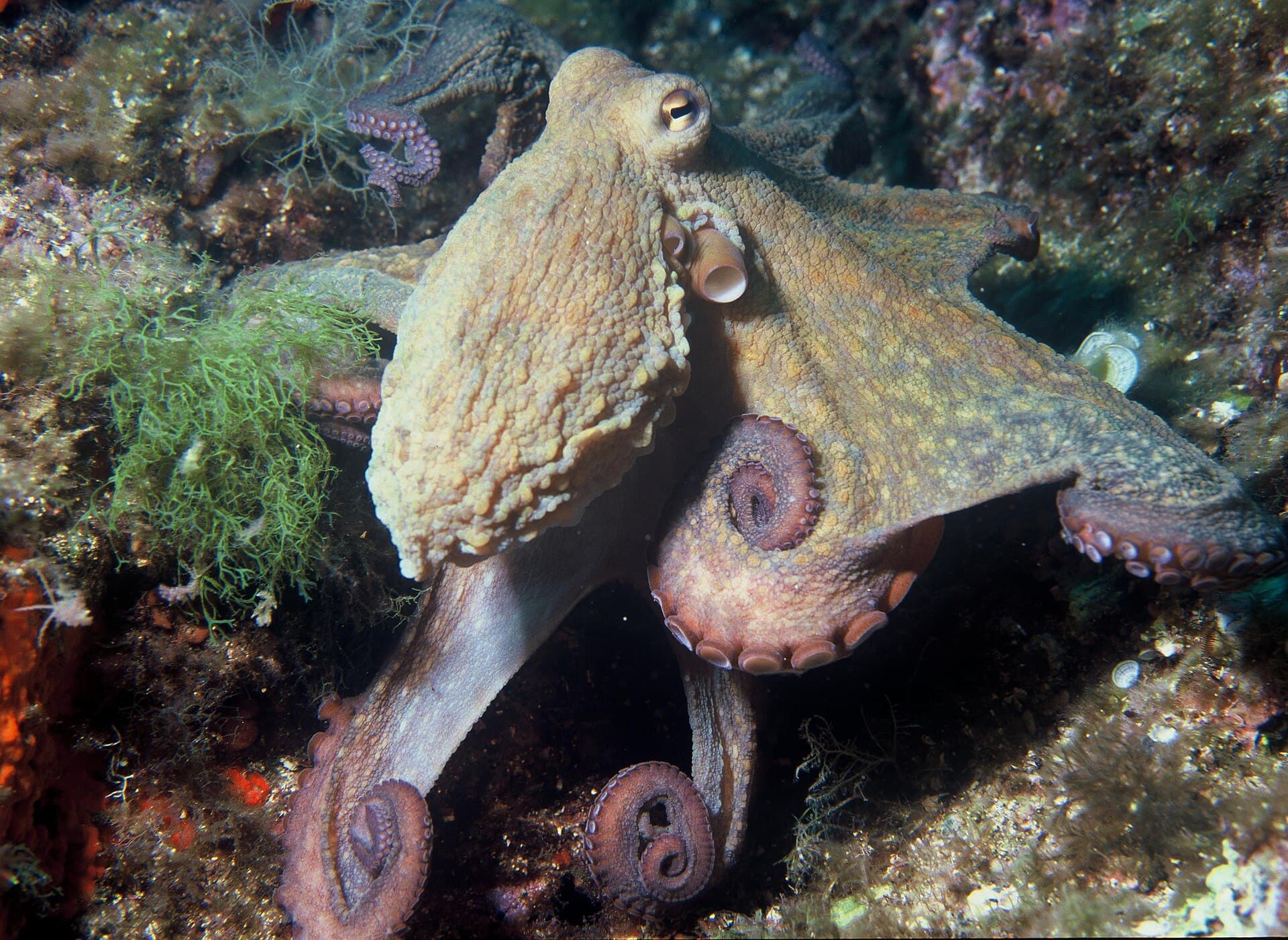 How an octopus may see colour with its skin