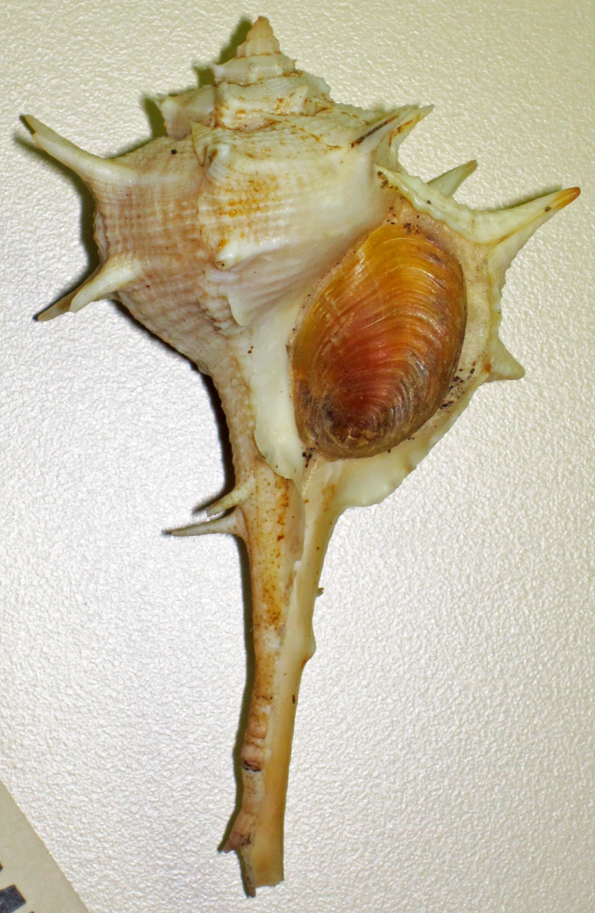The colour that made you a king came from rotting sea snails