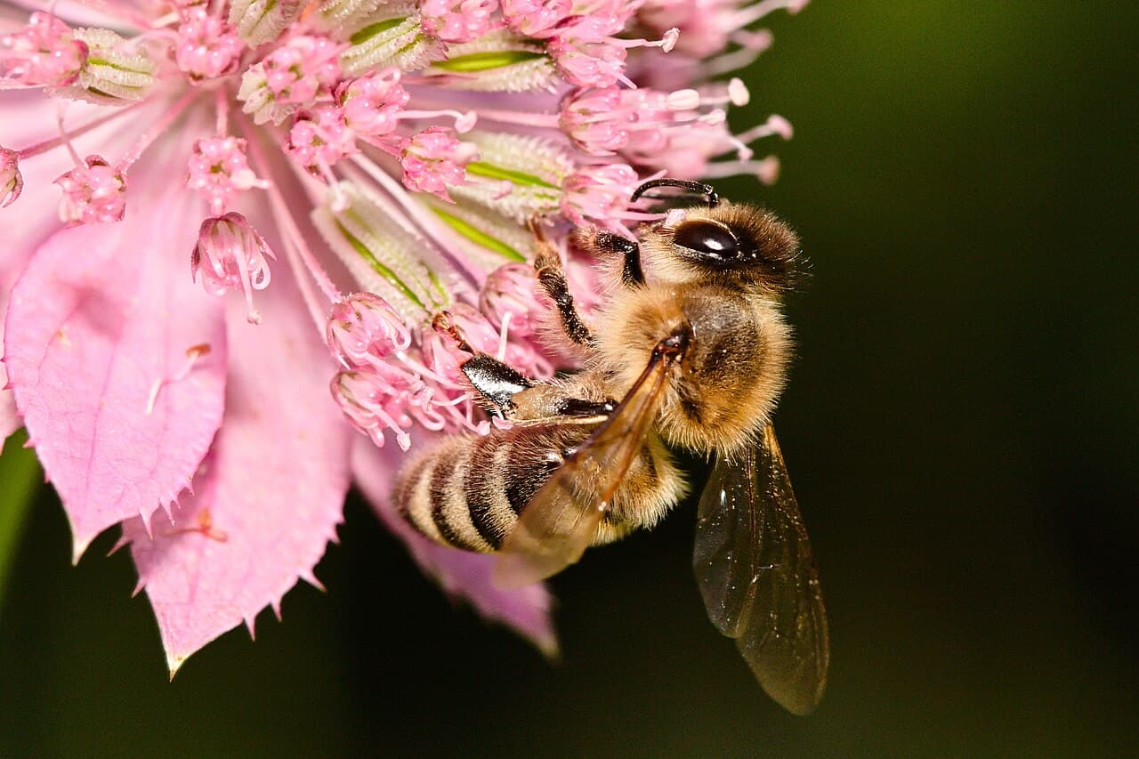 A honeybee on a flower. The brain inside her head contains about a million neurons — roughly one ten-thousandth the human count — and can perform arithmetic.