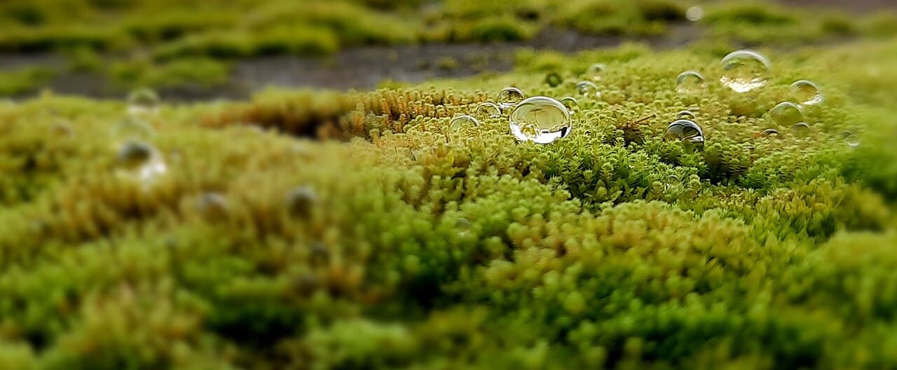 Moss is the standard habitat. A thimbleful can contain hundreds of individuals.