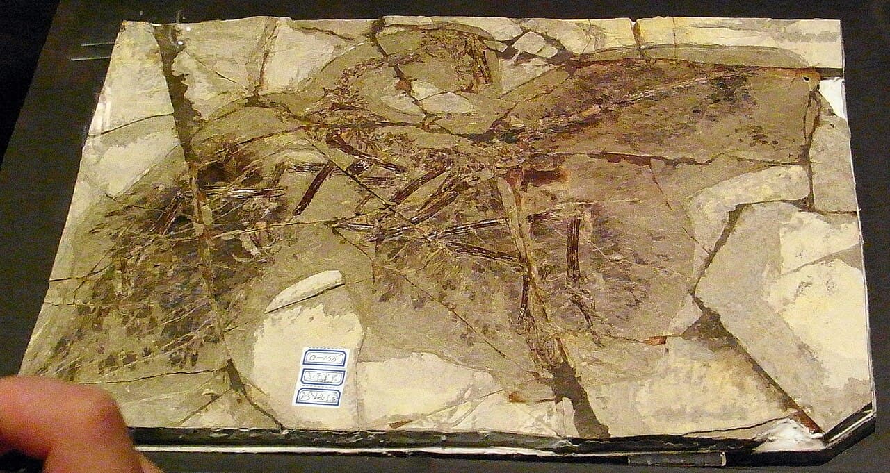 Anchiornis huxleyi, with colour pattern reconstructed from preserved melanosomes. Named in honour of the Huxley who proposed bird-dinosaur relatedness in 1868.