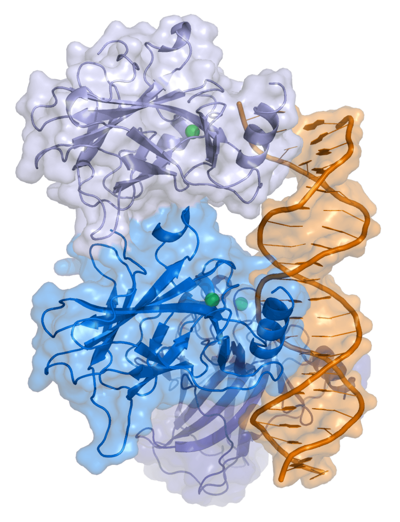 p53, the protein encoded by TP53. Humans carry one copy of the gene. African elephants carry twenty.