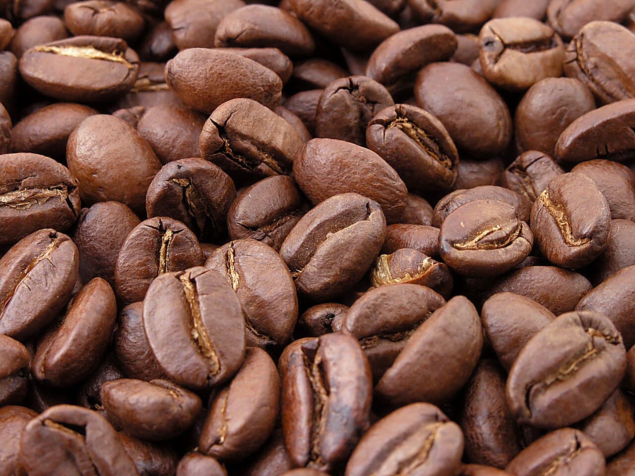 Coffea arabica, the species responsible for most of the world's coffee. Native to the Ethiopian highlands; cultivated in Yemen from the 15th century.
