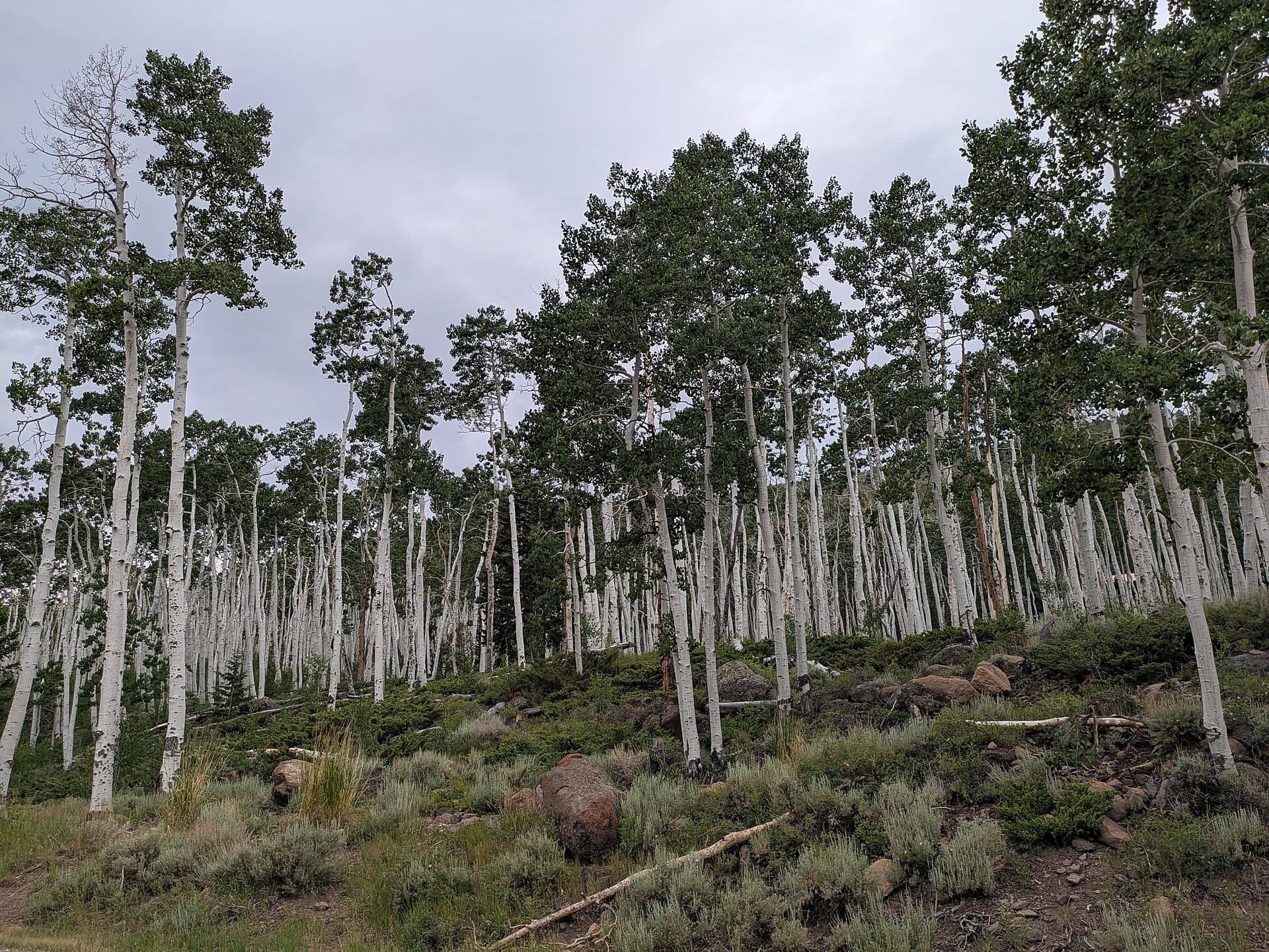 Pando: a single organism that is 80,000 trees