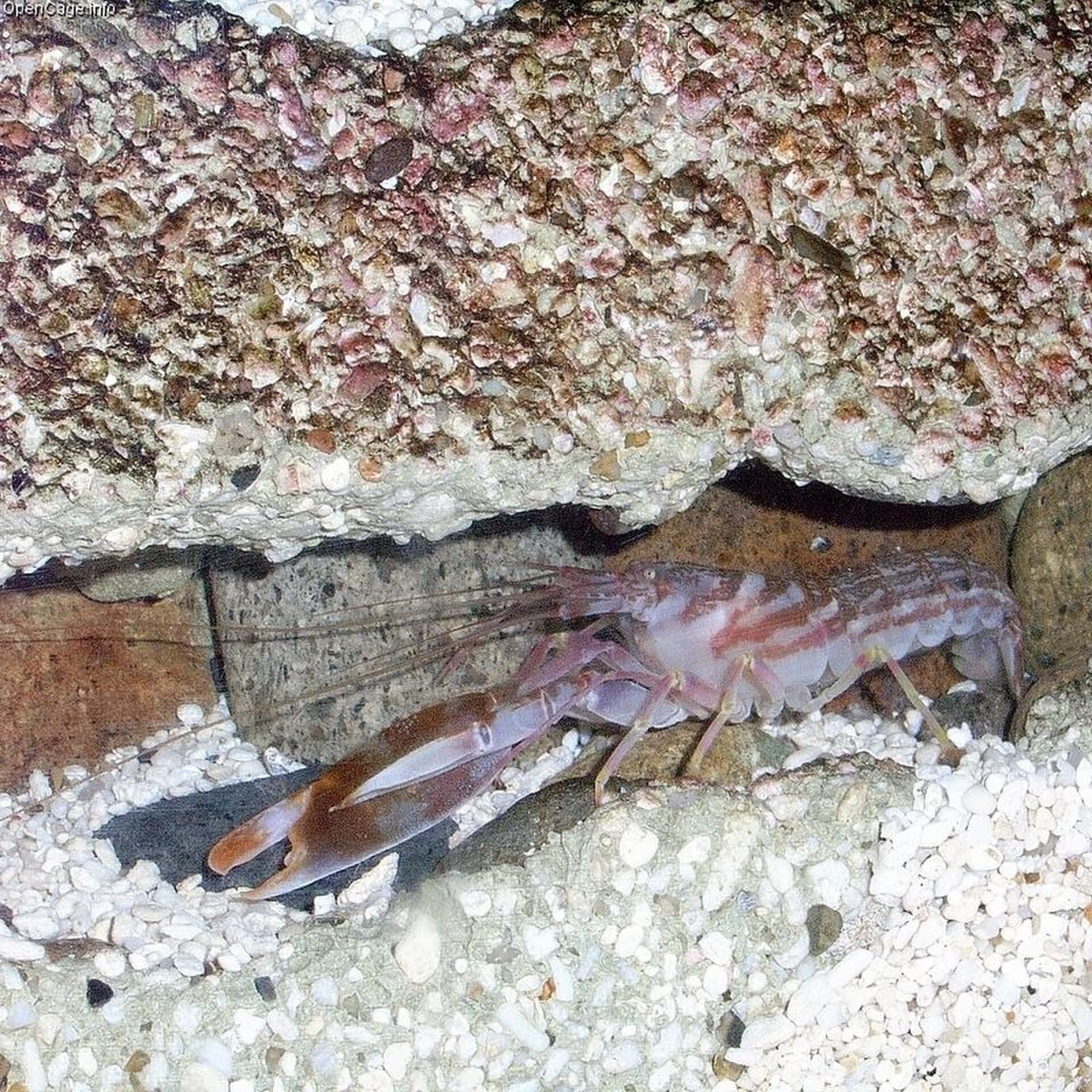 The pistol shrimp briefly creates temperatures hotter than the surface of the Sun