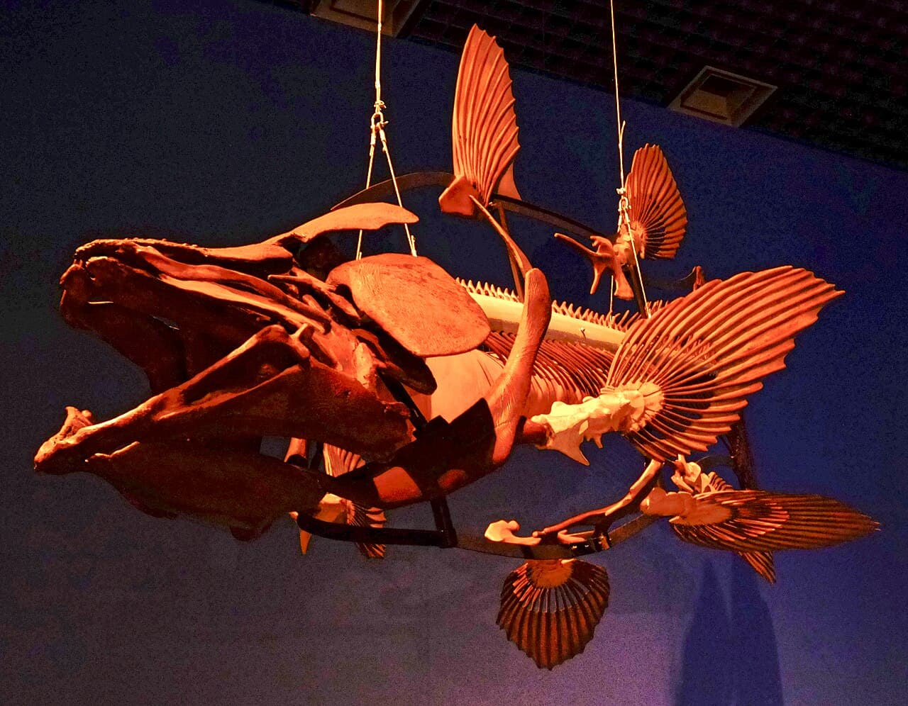 Coelacanth anatomy. The lobed fins contain bones in an arrangement broadly comparable to tetrapod limb anatomy; the body plan preserves features from the lineage closest to the ancestors of land vertebrates.