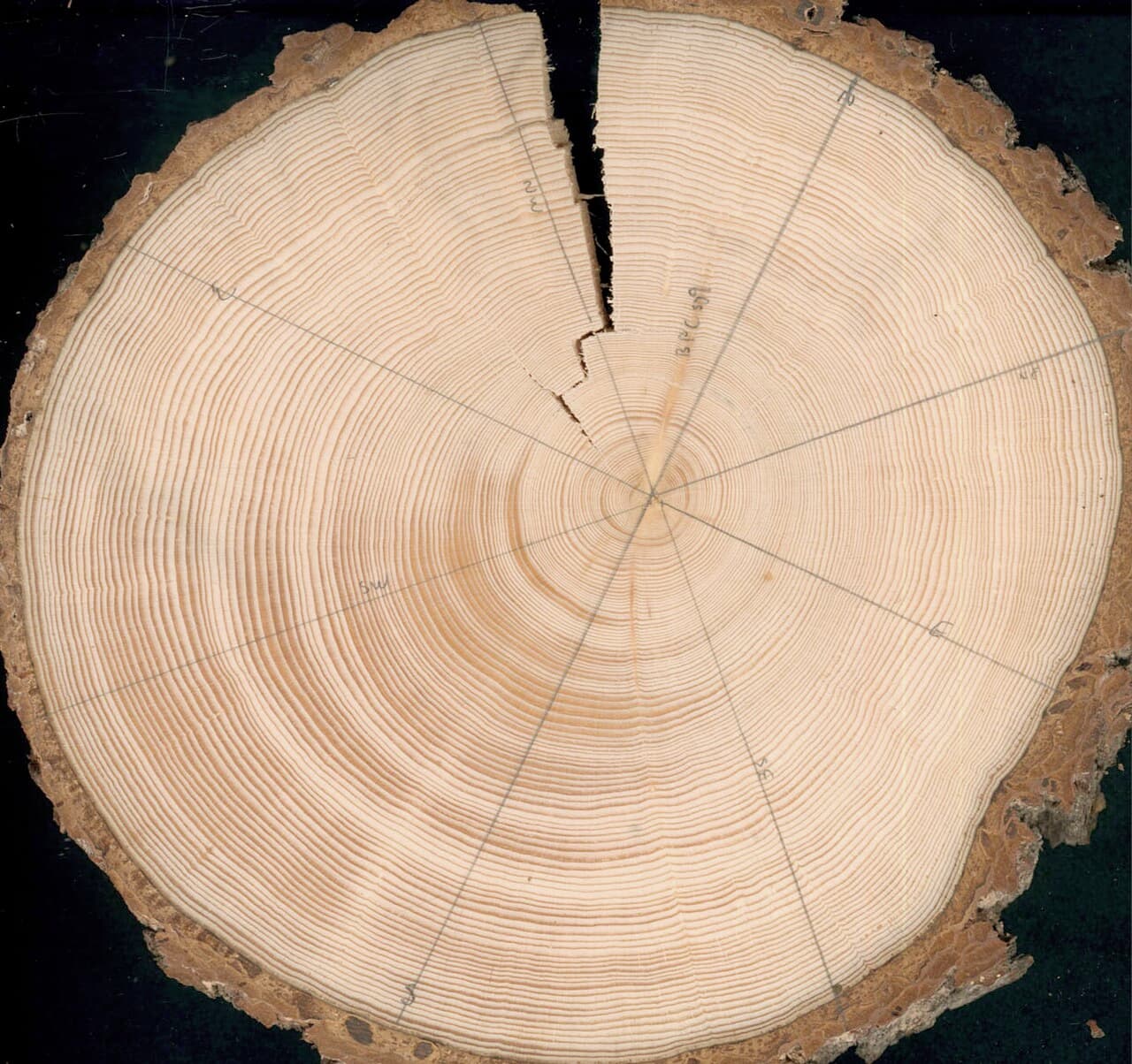 Cross-section of alpine spruce. The Maunder Minimum hypothesis attributed Stradivari's tone to wood grown in unusually cold summers.