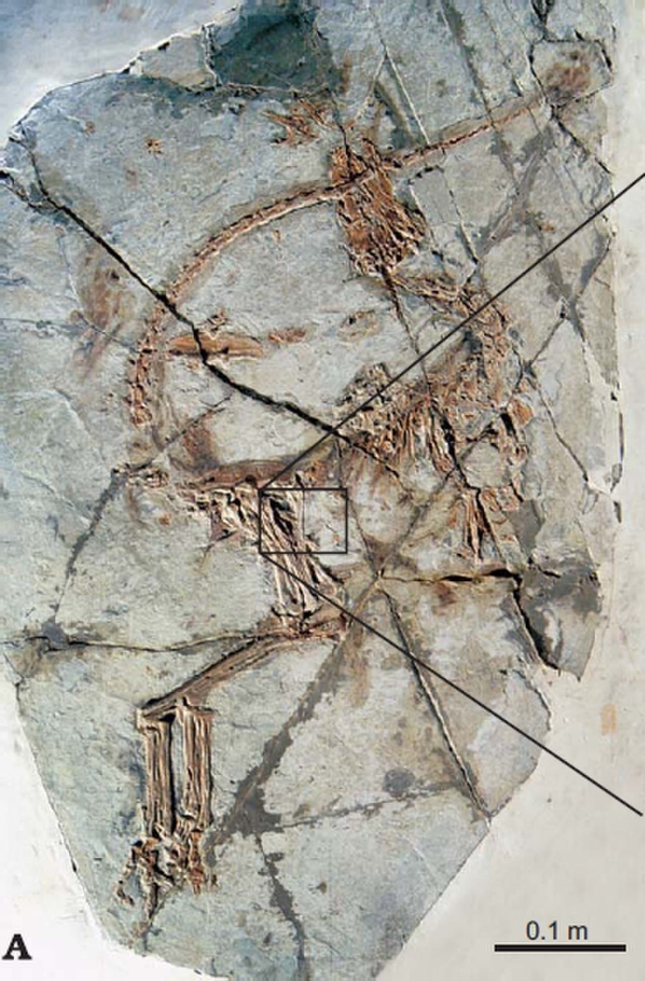 Sinosauropteryx, the first non-avian theropod recovered with clear evidence of feathers. Yixian Formation, Liaoning, ~125 million years old.