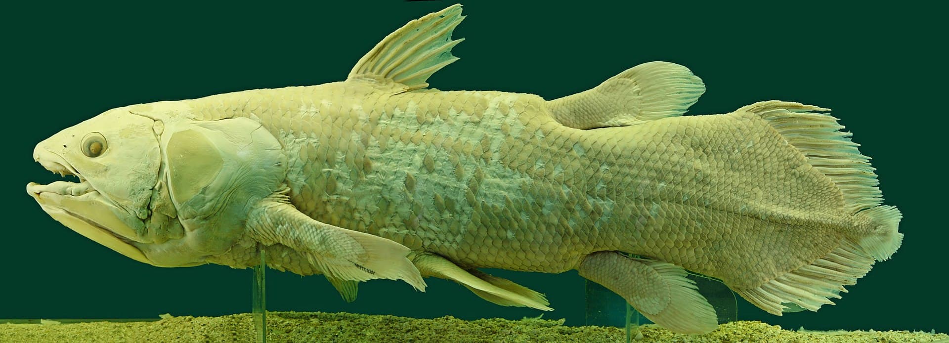 A South African museum curator pulled a 'living fossil' off a fishing trawler