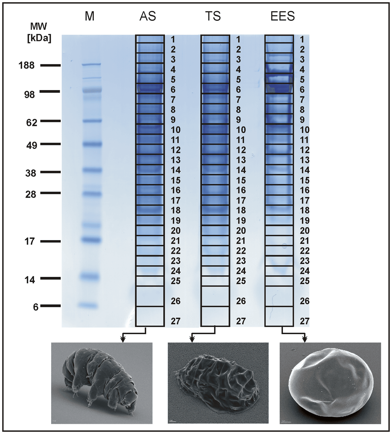 A tardigrade in its tun state. Water content has dropped below 3% of normal; metabolism is undetectable.